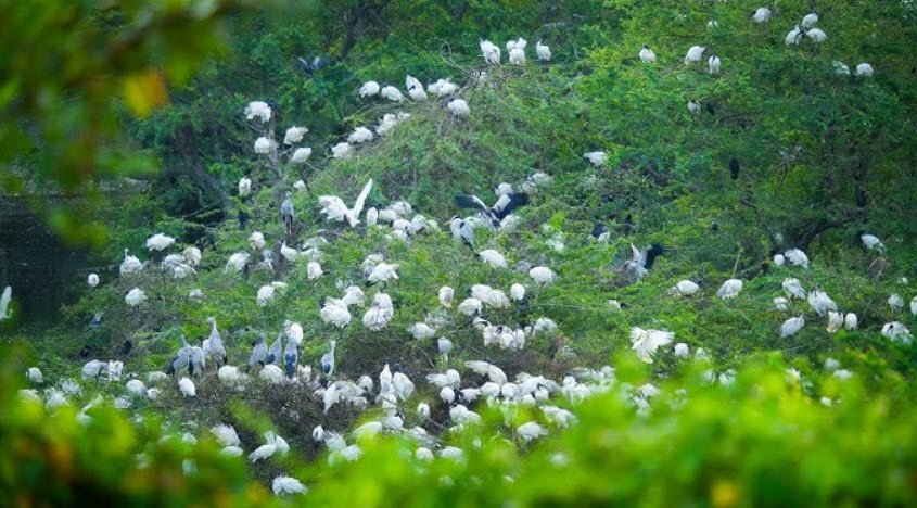 Udayamarthandapuram Bird Sanctuary, Tiruvarur, Tamil Nadu - Vushii.com Udayamarthandapuram Bird Sanctuary, Tiruvarur, Tamil Nadu - Vushii.com